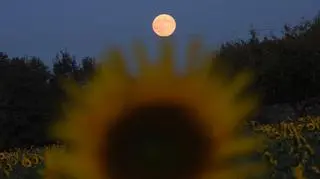 Krwawy Księżyc w Pełni Myśliwych, Ornontowice (Śląskie)