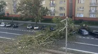 Przewrócona topola na Żoliborzu