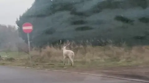 "Początkowo myślałem, że to koń albo duży pies"