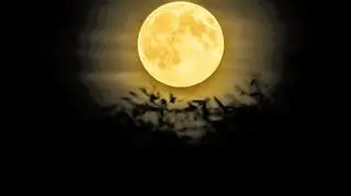 Bobrzy Superksiężyc, Dąbrowa Tarnowska (Małopolskie)