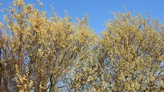 Wiosna nie ustępuje