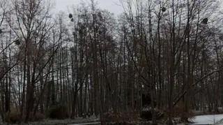 Nowy Tomyśl (Wielkopolskie)