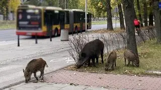 Dziki w Warszawie