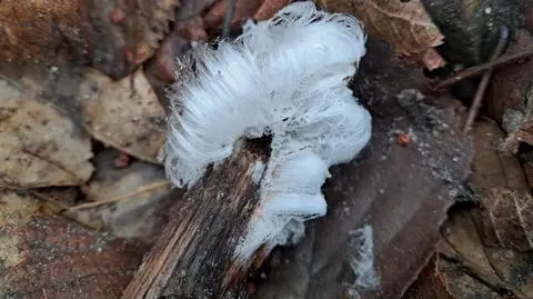 Lodowe włosy, Trójmiejski Park Krajobrazowy w Gdańsku
