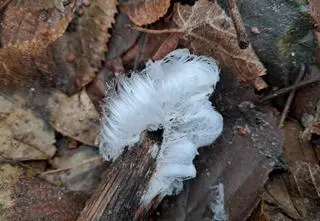 Peruka wiedźmy w Gdańsku. Reporterka24 miała farta