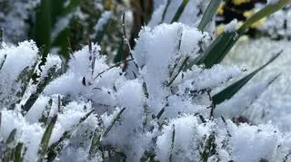 Kwiecień-plecień, Stegna na Mazowszu