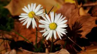 Wszystkich Świętych w jesiennej scenerii