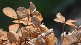 Czasem słońce, czasem lód i śnieg, zimno, 	
Ornontowice (Śląskie)