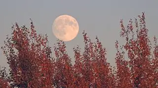 Superpełnia Bobrzego Księżyca