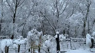 Śnieg w Dębicy (Podkarpackie)