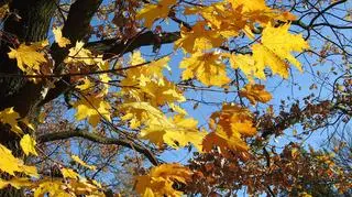 Wszystkich Świętych w jesiennej scenerii