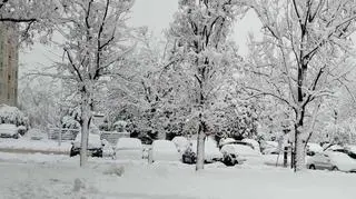 Zasypana Dębica (Podkarpackie)