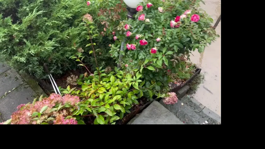 36cbf157-658c-47b9-bbf9-6550861f8a0f_IMG_8060