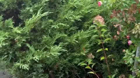 36cbf157-658c-47b9-bbf9-6550861f8a0f_IMG_8060