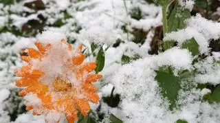 Zima w ogródku, 13.11