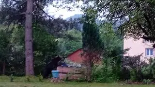 Poranny gość (Bieszczady)