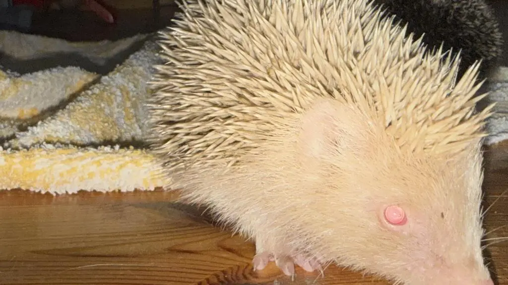 Jeż albinos