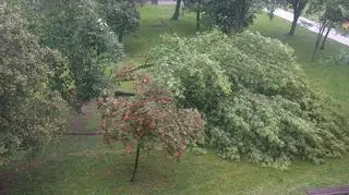 Przewrócone drzewo 