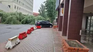 Przewrócone drzewo, Łódź