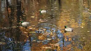 Wszystkich Świętych w jesiennej scenerii