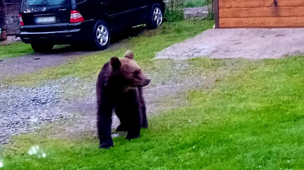 Niedźwiedź na podwórku. "Dojadał sobie smalczyk"