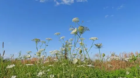 Lato powróciło na swoje ścieżki