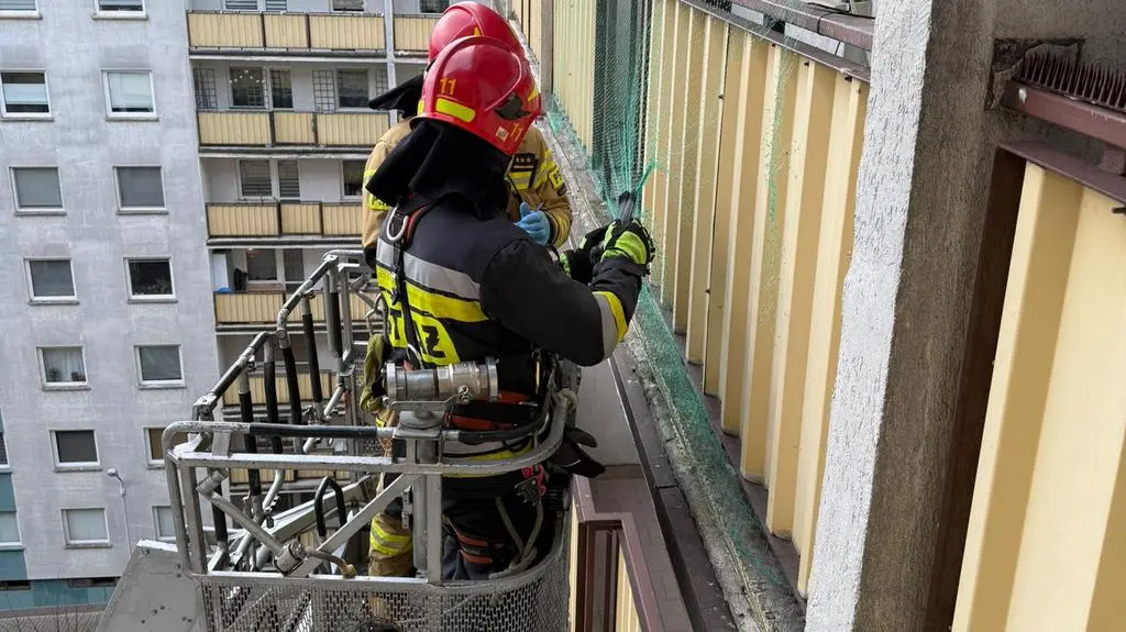 Gołąb zaplątał się w siatkę. Strażacy musieli się dostać na ósme piętro 