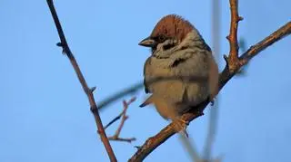 Wiosna nie ustępuje