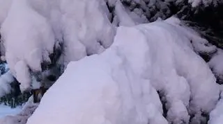 Zima