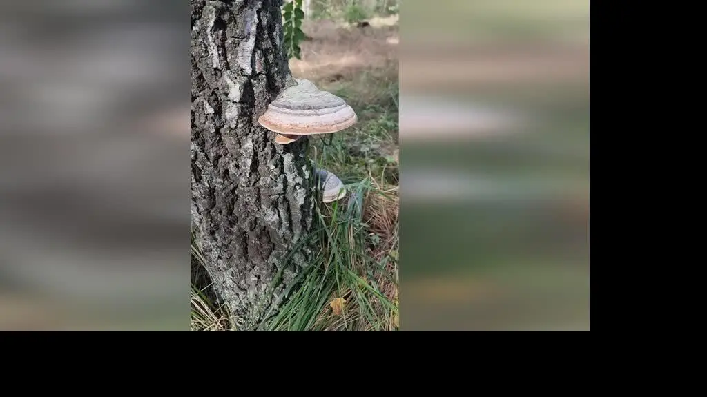 Sobotni las (Wielkopolskie) 