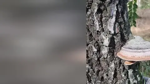 Sobotni las (Wielkopolskie) 