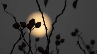 Superpełnia Bobrzego Księżyca