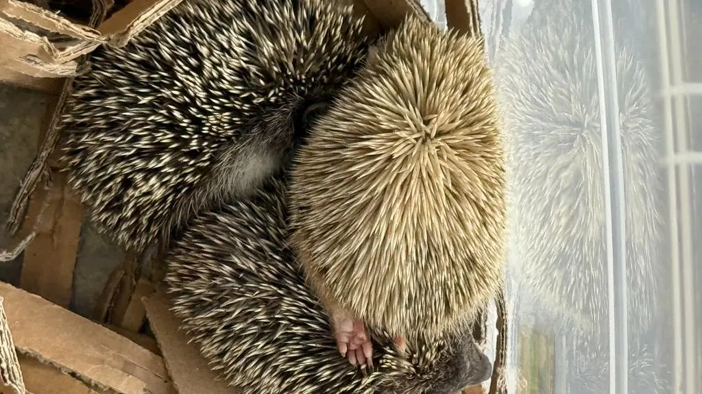 Jeż albinos