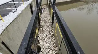 Kanał doprowadzający wodę do EC Siekierki