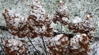 Czasem słońce, czasem lód i śnieg, zimno, 	
Ornontowice (Śląskie)