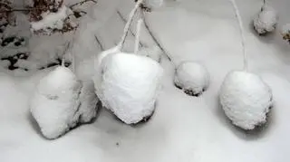 Pierwszy śnieg, Ornontowice (Śląskie)