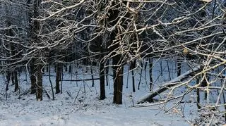 Zima, Gdynia Dąbrowa