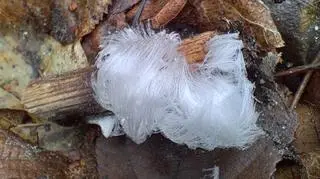 Lodowe włosy, Trójmiejski Park Krajobrazowy w Gdańsku