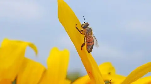 Rozpogodzenia bez deszczu i ze słońcem, Ornontowice (Śląskie)