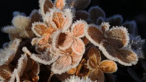 Słoneczny i mroźny poranek (Śląskie)