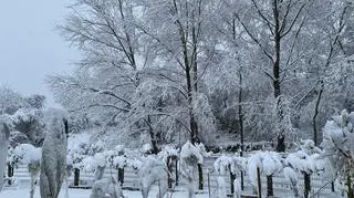 Śnieg w Dębicy (Podkarpackie)