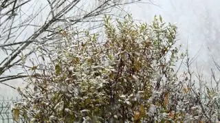 Czasem słońce, czasem lód i śnieg, zimno, 	
Ornontowice (Śląskie)