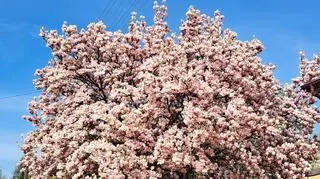 Najpiękniejsza magnolia