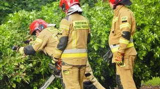 Strażacy interweniowali w związku z powalonym drzewem w Ustce 