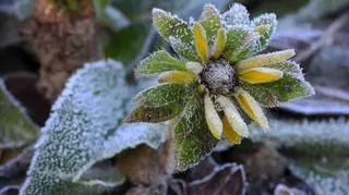 "Najbliższe noce będą jeszcze chłodniejsze"