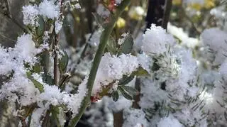 Kwiecień-plecień, Stegna na Mazowszu