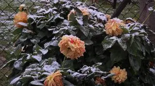 Pierwszy śnieg, Oleszna (Dolnośląskie)