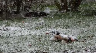 Czasem słońce, czasem lód i śnieg, zimno, 	
Ornontowice (Śląskie)