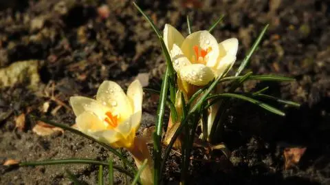 Wiosna meteorologiczna się postarała