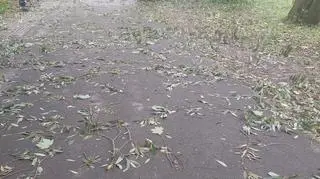Przewrócone drzewa po sztormie, Świnoujście